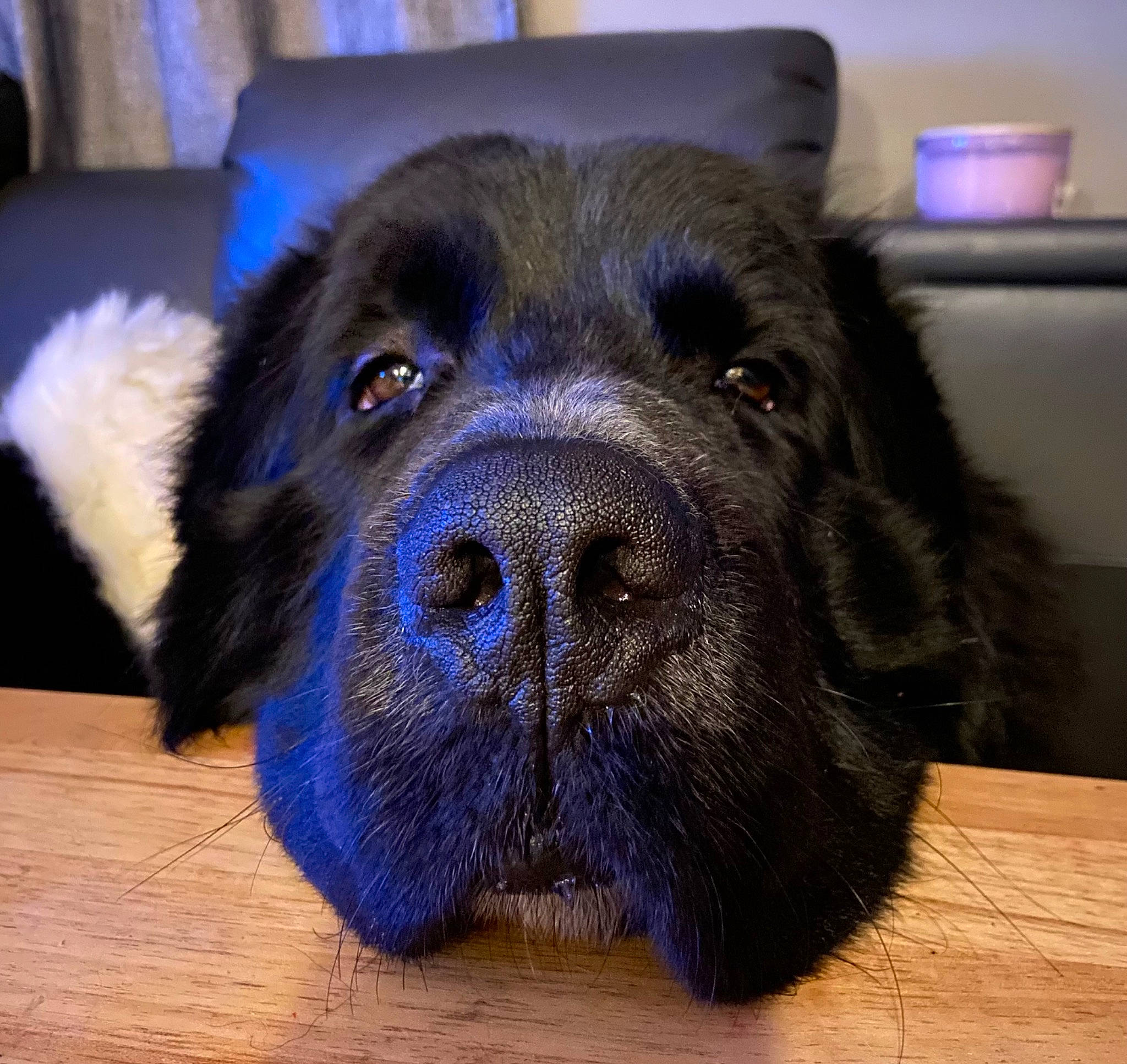 Arthur is registered to the contest to win money with this photo: borador, canidae, carnivore, companion_dog, dog, dog_breed, door_mat, electric_blue, flooring, fur, guard_dog, gun_dog, hardwood, liver, snout, sporting_group, terrestrial_animal, whiskers, working_animal, working_dog