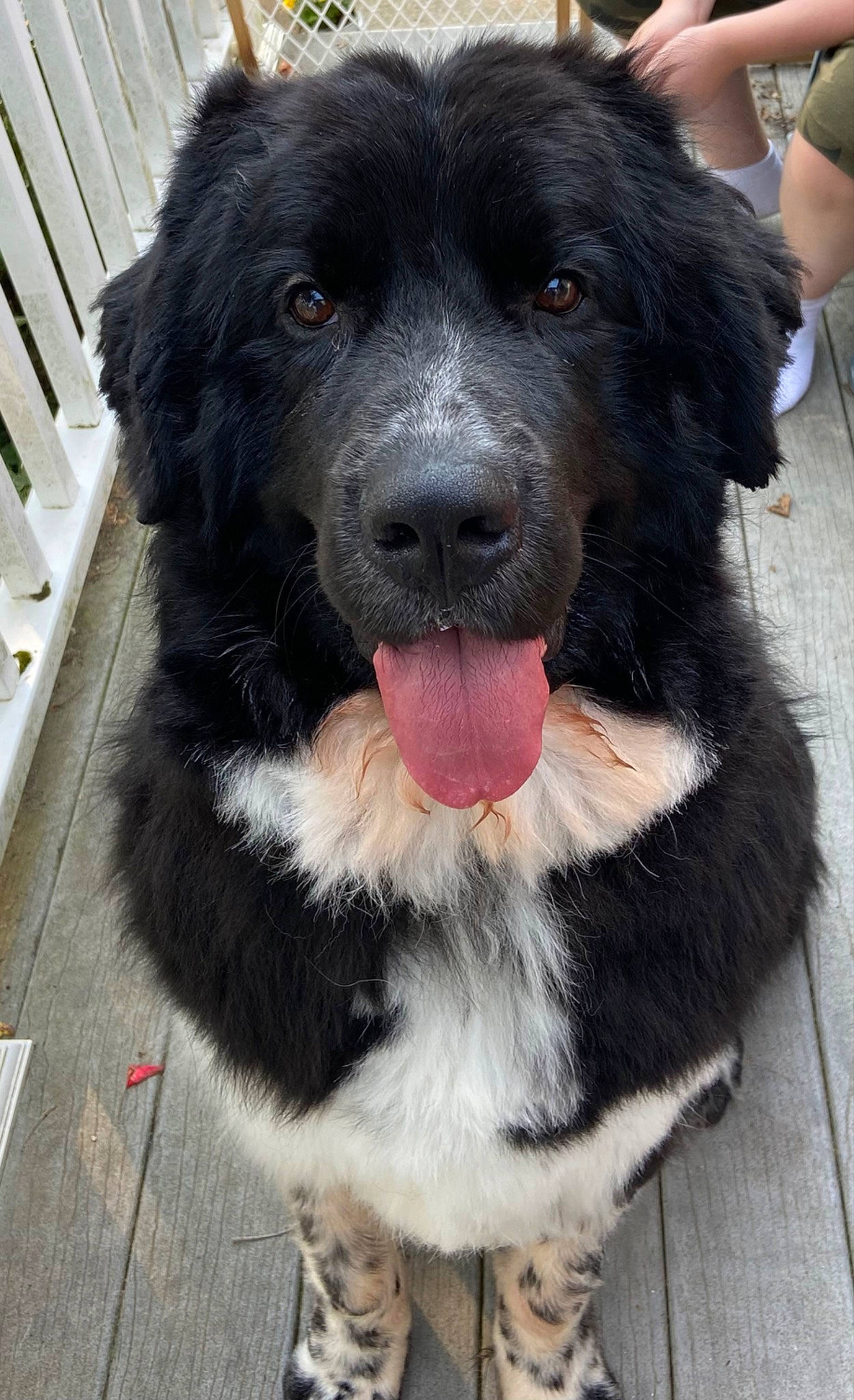 Arthur joined the competition — help win amazing prizes! borador, canidae, carnivore, collar, companion_dog, dog, dog_breed, dog_collar, fur, herding_dog, paw, pet_supply, snout, sporting_group, terrestrial_animal, whiskers, working_animal, working_dog