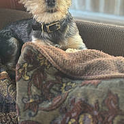 Charlie is registered to the contest to win money with this photo: blanket, buckle, collar, couch, cozy, dog, eyes, fur, indoor, leather_collar, nose, patterned_blanket, paws, pet, portrait, small_dog, sunlight, terrier, whiskers, window