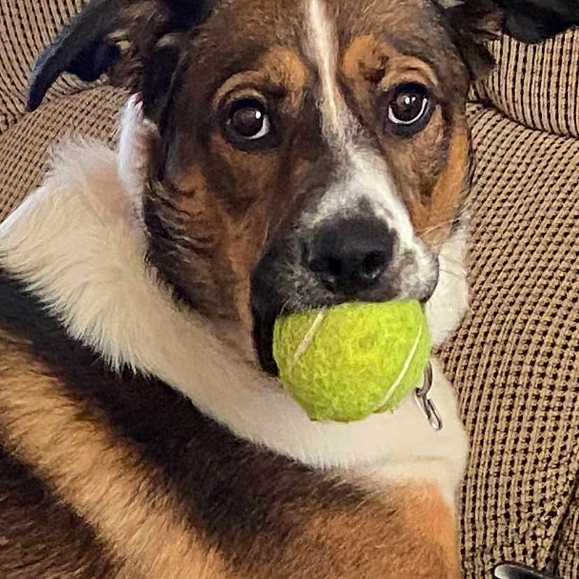 Buster joined the competition — help win amazing prizes! animal, black_fur, brown_fur, close_up, collar, companion, couch, cute, dog, ears, eyes, fur_texture, indoor, looking, mouth, pet, playing, resting, tennis_ball, white_fur
