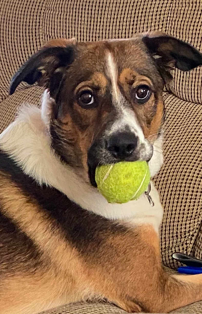 Buster joined the competition — help win amazing prizes! dog, tennis_ball, couch, pet, animal, brown_fur, white_fur, black_fur, ears, eyes, mouth, playing, indoor, resting, collar, close_up, fur_texture, looking, cute, companion