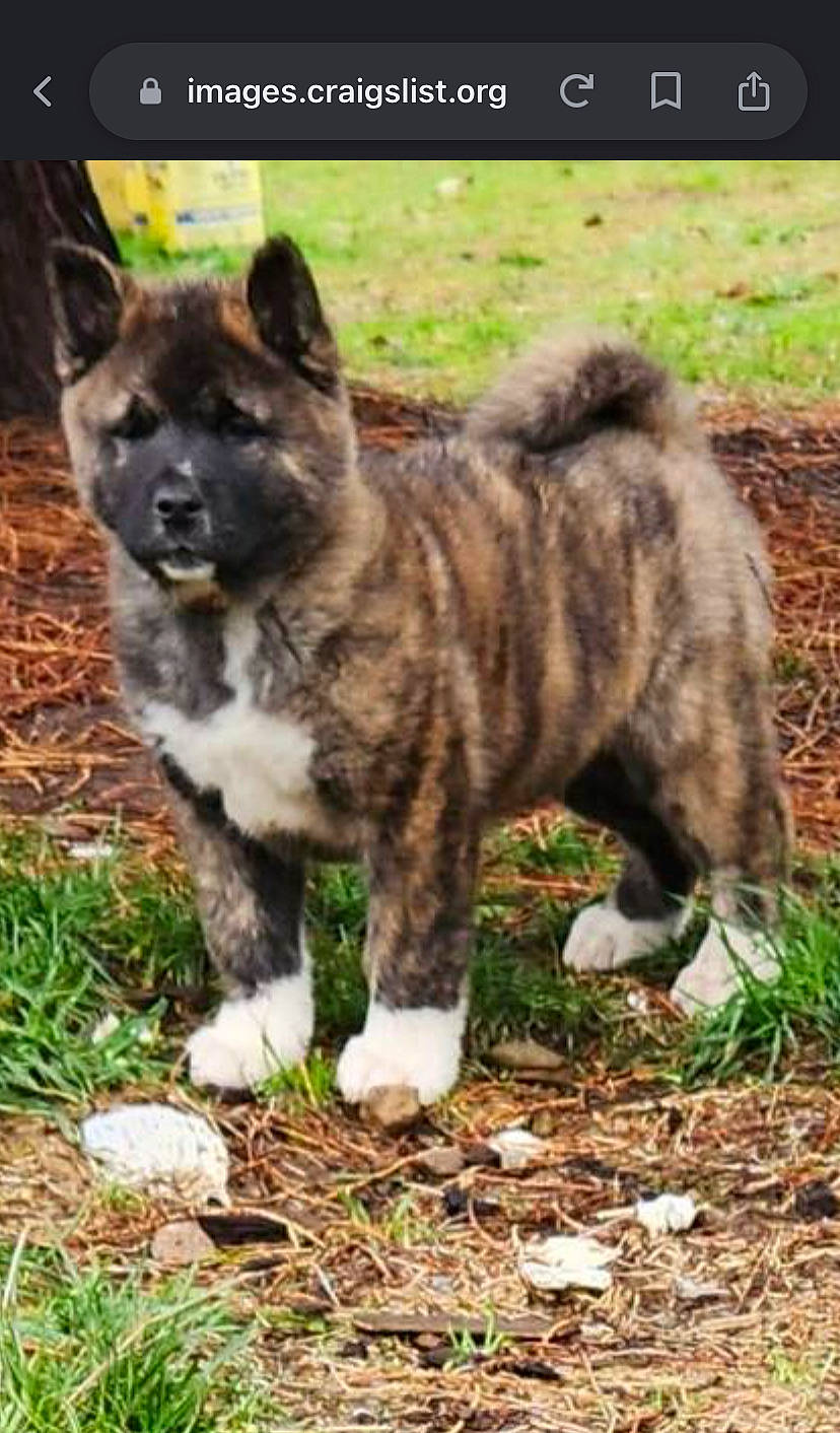 Kato Bone joined the competition — help win amazing prizes! ancient_dog_breeds, art, carnivore, companion_dog, dog, dog_breed, felidae, fur, grass, herding_dog, liver, photo_caption, plant, soil, tail, terrestrial_animal, whiskers, working_animal, working_dog