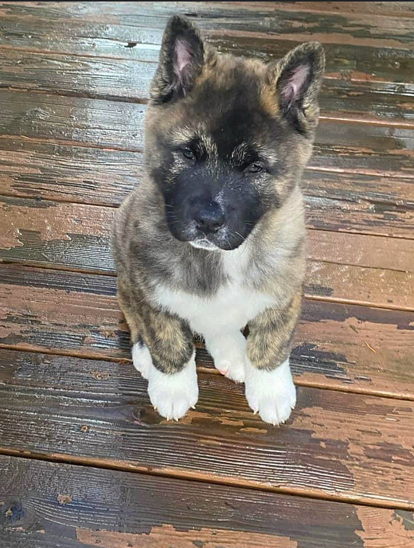 Kato Bone joined the competition — help win amazing prizes! canidae, carnivore, companion_dog, dog, dog_breed, eye, fawn, fur, hardwood, herding_dog, plank, snout, sporting_group, terrestrial_animal, tree, whiskers, wood, wood_stain, working_animal, working_dog