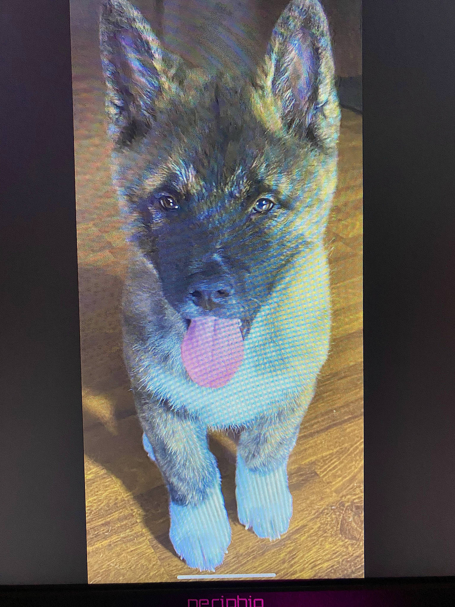 Kato Bone is registered to the contest to win money with this photo: art, canidae, canis, carnivore, creative_arts, dog, dog_breed, electric_blue, fawn, felidae, fur, painting, pattern, rectangle, snout, terrestrial_animal, visual_arts, whiskers, wildlife, wolf