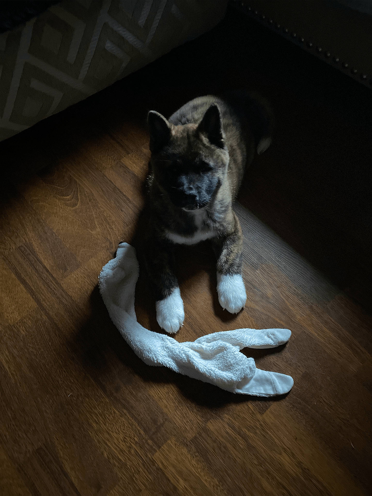 Kato Bone joined the competition — help win amazing prizes! carnivore, cat, companion_dog, dog_breed, fawn, felidae, floor, flooring, grey, hardwood, laminate_flooring, sculpture, small_to_medium_sized_cats, snout, table, tail, whiskers, window, wood, wood_flooring