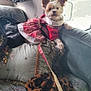 Lady Bella is registered to the contest to win money with this photo: alert, bag, basket, clothing, couch, cozy, cute, dog, fabric, furniture, indoor, leash, pet, pillow, plaid, red_dress, resting, small_dog, vehicle_interior, window