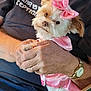 accessory, adorable, casual_clothing, closeup, companion, cute, dog, fur, holding, indoor, lap, person_hands, pet, pink_bow, pink_outfit, relaxed, seated, small_dog, watch, white_and_brown_fur