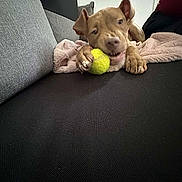 Hulk a rejoint le concours — aidez-le/la à gagner de superbes lots ! dog, tennis_ball, couch, blanket, paw, pet, indoor, playing, cheerful, brown_dog, furniture, cozy, snout, ears, claws, closeup, resting, comfort, canine, home