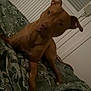 dog, brown_dog, pet, bed, blanket, leaf_pattern, indoor, curious, head_tilt, ears, animal, canine, fur, resting, domestic_animal, looking, one_ear_up, house, comfort, cute