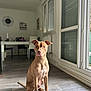 Hulk participe au concours pour gagner de l'argent avec cette photo : dog, brown_dog, indoor, wooden_floor, modern_room, window, shutters, table, chair, pet, sitting, attentive, home, daylight, floor, canine, animal, furniture, interior, calm