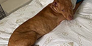 Hulk a rejoint le concours — aidez-le/la à gagner de superbes lots ! dog, brown_dog, bed, bedding, pillow, patterned_bedspread, indoor, relaxed, lying_down, looking_back, furniture, bench, home, pet, animal, canine, resting, cozy, calm, domestic