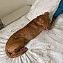 dog, brown_dog, bed, bedding, pillow, patterned_bedspread, indoor, relaxed, lying_down, looking_back, furniture, bench, home, pet, animal, canine, resting, cozy, calm, domestic