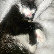 Lulu is registered to the contest to win money with this photo: cat, black_and_white, sleeping, cozy, fluffy_blanket, pink_nose, pink_paws, fur, whiskers, pet, domestic_animal, relaxed, cute, resting, animal, soft_texture, close_up, indoor, peaceful, fur_pattern