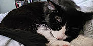 Lulu is registered to the contest to win money with this photo: cat, sleeping, bed, blanket, black_and_white, paw, indoor, bookshelf, books, clock, wall, picture_frames, home, cozy, resting, fur, pet, animal, mammal, feline