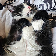 Lulu is registered to the contest to win money with this photo: animal, black_and_white, blanket, cat, close_up, comfort, cozy, cute, domestic_cat, fluffy, fur, indoor, pattern, paws, pet, relaxed, resting, sleeping, soft, whiskers