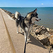 Voyou a rejoint le concours — aidez-le/la à gagner de superbes lots ! animal, canine, clouds, collar, concrete, daytime, dog, fur, leash, nature, ocean, outdoor, pet, rocks, sailboats, sea, sidewalk, sky, walking, water