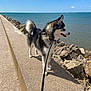 animal, canine, clouds, collar, concrete, daytime, dog, fur, leash, nature, ocean, outdoor, pet, rocks, sailboats, sea, sidewalk, sky, walking, water