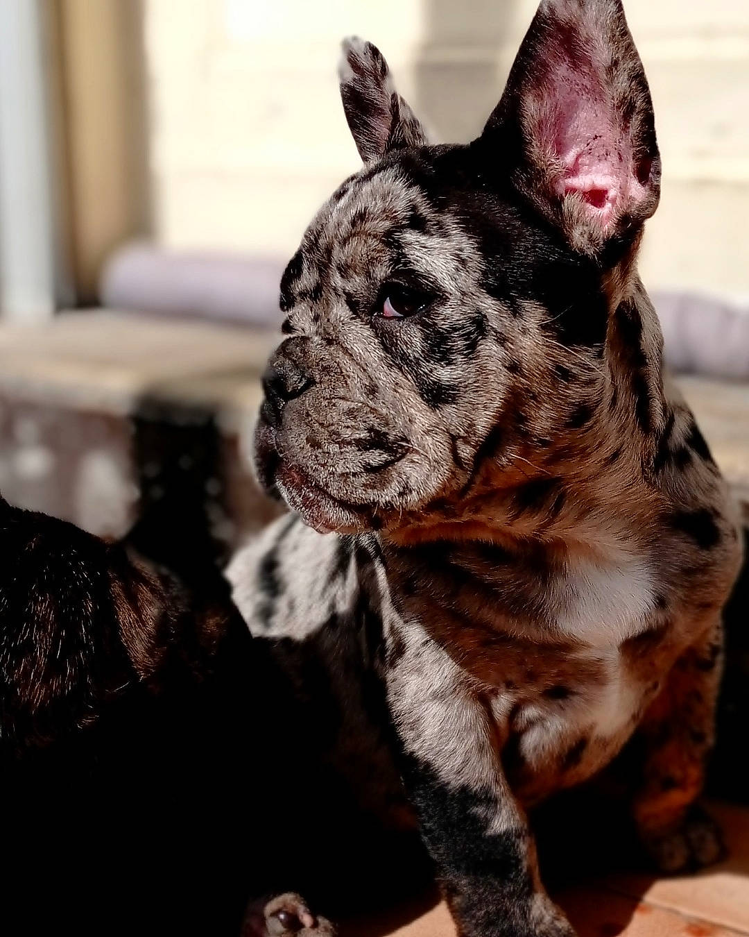 Barney a rejoint le concours — aidez-le/la à gagner de superbes lots ! canidae, carnivore, collar, companion_dog, dog, dog_breed, dog_collar, ear, fawn, fur, guard_dog, molosser, snout, sporting_group, terrestrial_animal, whiskers, wildlife, working_animal, working_dog, wrinkle