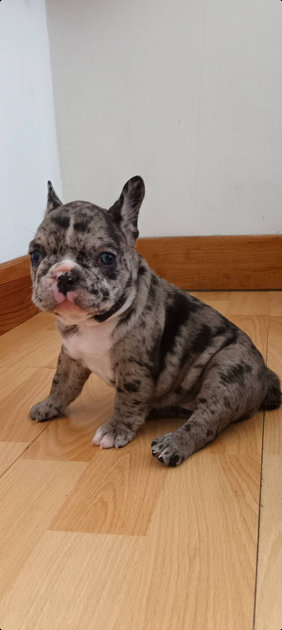 Gyselle a rejoint le concours — aidez-le/la à gagner de superbes lots ! canidae, carnivore, companion_dog, dog, dog_breed, fawn, floor, flooring, hardwood, laminate_flooring, paw, snout, sporting_group, tail, terrestrial_animal, varnish, whiskers, wood, wood_flooring, wood_stain