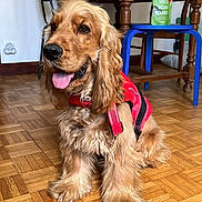 Marty a rejoint le concours — aidez-le/la à gagner de superbes lots ! dog, golden_retriever, red_harness, indoor, wooden_floor, parquet, table, chair, stool, cardboard_boxes, tongue_out, happy, pet, canine, floor, animal, fur, domestic_animal, looking_away, home