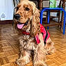 dog, golden_retriever, red_harness, indoor, wooden_floor, parquet, table, chair, stool, cardboard_boxes, tongue_out, happy, pet, canine, floor, animal, fur, domestic_animal, looking_away, home
