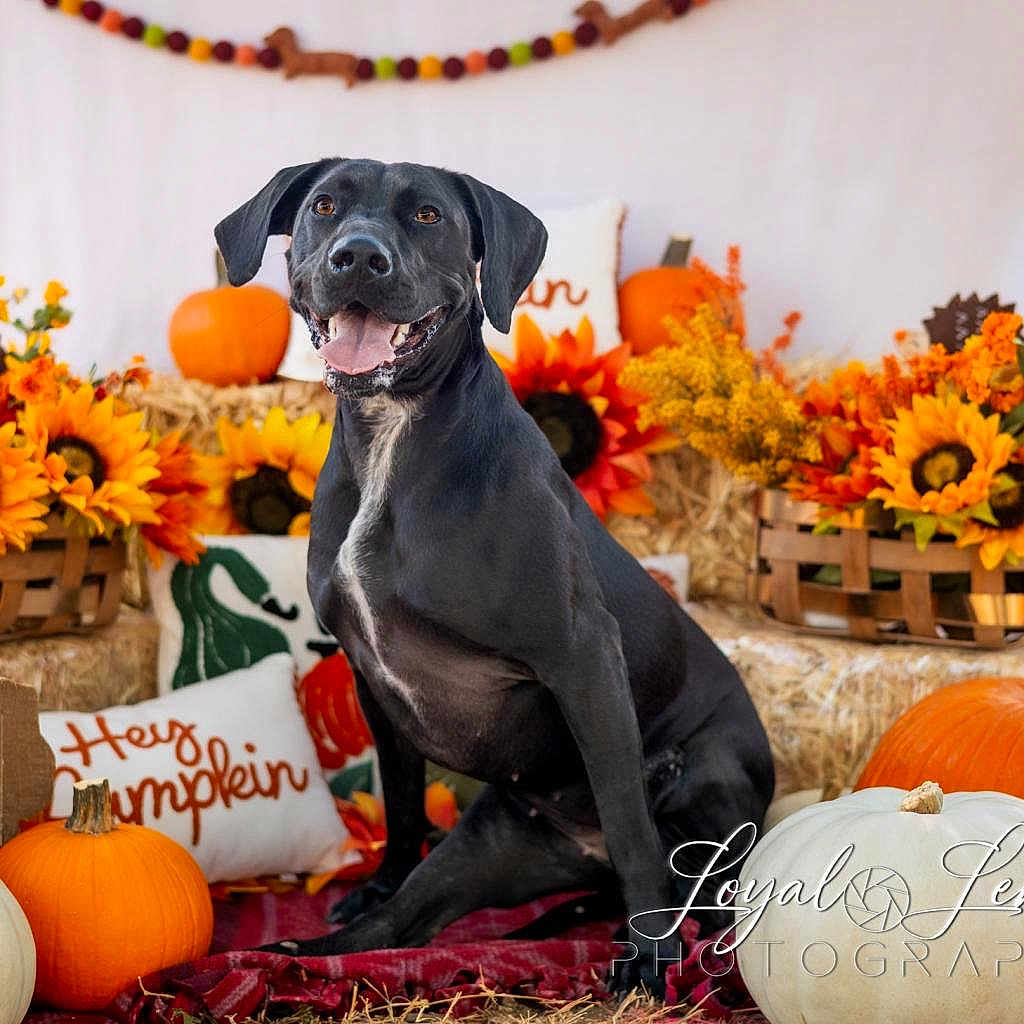 Velvet is registered to the contest to win money with this photo: animal, canine, dahlia, dog, festival, flower, flowerarrangement, food, halloween, labradorretriever, leaf, pet, plant, pottedplant, produce, pumpkin, puppy, squash, sunflower, vegetable