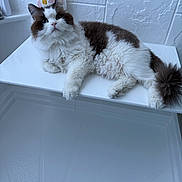 Sunshine is registered to the contest to win money with this photo: cat, fluffy, white, brown, pet, animal, fur, indoor, bathroom, soap_dispenser, tile_wall, curious, relaxed, surface, clean, domestic, cute, whiskers, paw, tail