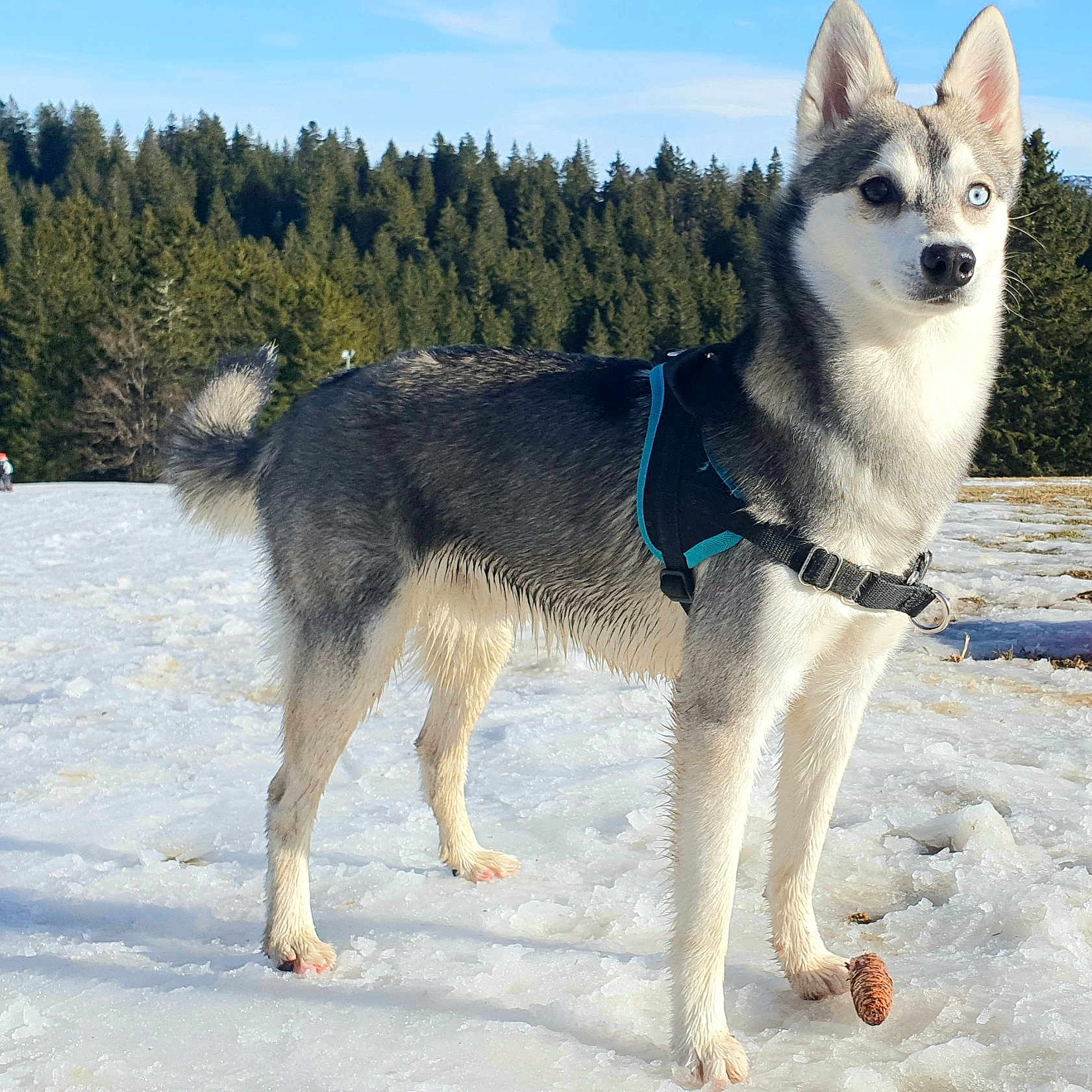 Pégase