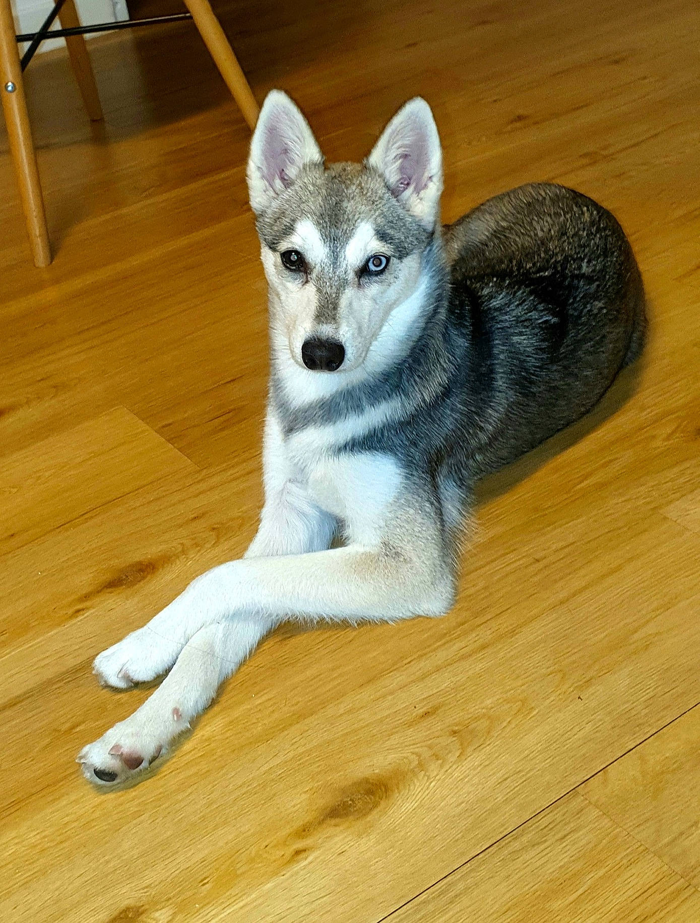 Pégase a rejoint le concours — aidez-le/la à gagner de superbes lots ! carnivore, companion_dog, dog, dog_breed, fawn, floor, flooring, fur, grey, hardwood, laminate_flooring, plank, small_to_medium_sized_cats, tail, varnish, whiskers, wolf, wood, wood_flooring, wood_stain