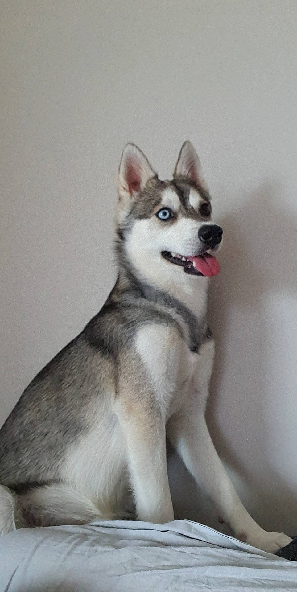 Pégase participe au concours pour gagner de l'argent avec cette photo : canidae, canis, carnivore, companion_dog, dog, dog_breed, dog_supply, fashion_accessory, fur, siberian_husky, sled_dog, snout, sporting_group, tail, terrestrial_animal, whiskers, wildlife, wolf, working_animal, working_dog