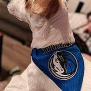 Luka Aka Bee-Boo joined the competition — help win amazing prizes! animal, attention, bandana, blue_bandana, brown_ear, companion, cozy, cute, dog, domestic_animal, fur, home, indoor, looking_away, pet, portrait, side_view, sitting, sports_logo, white_dog