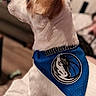 animal, attention, bandana, blue_bandana, brown_ear, companion, cozy, cute, dog, domestic_animal, fur, home, indoor, looking_away, pet, portrait, side_view, sitting, sports_logo, white_dog