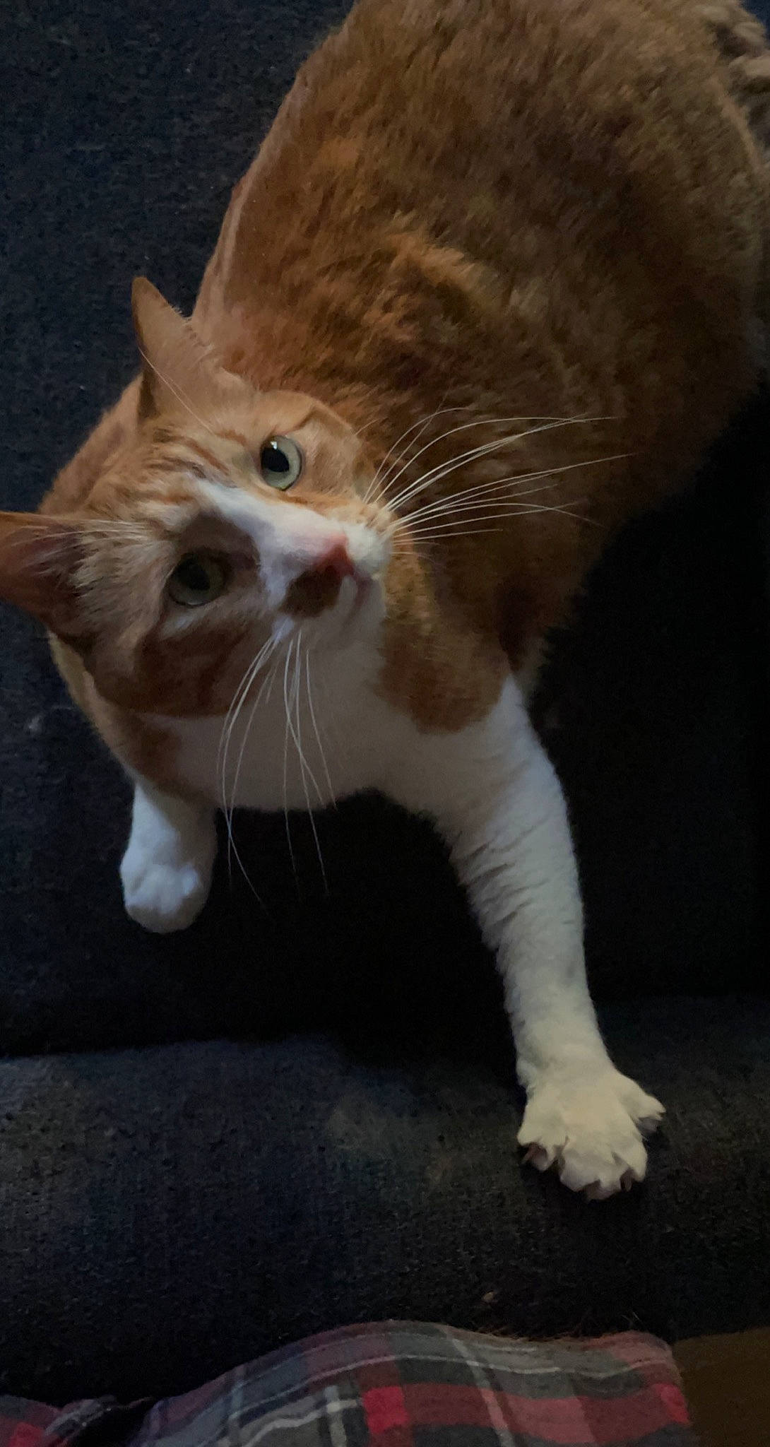 Milo is registered to the contest to win money with this photo: carnivore, cat, claw, domestic_short_haired_cat, fawn, felidae, fur, paw, small_to_medium_sized_cats, snout, tail, terrestrial_animal, whiskers, wood