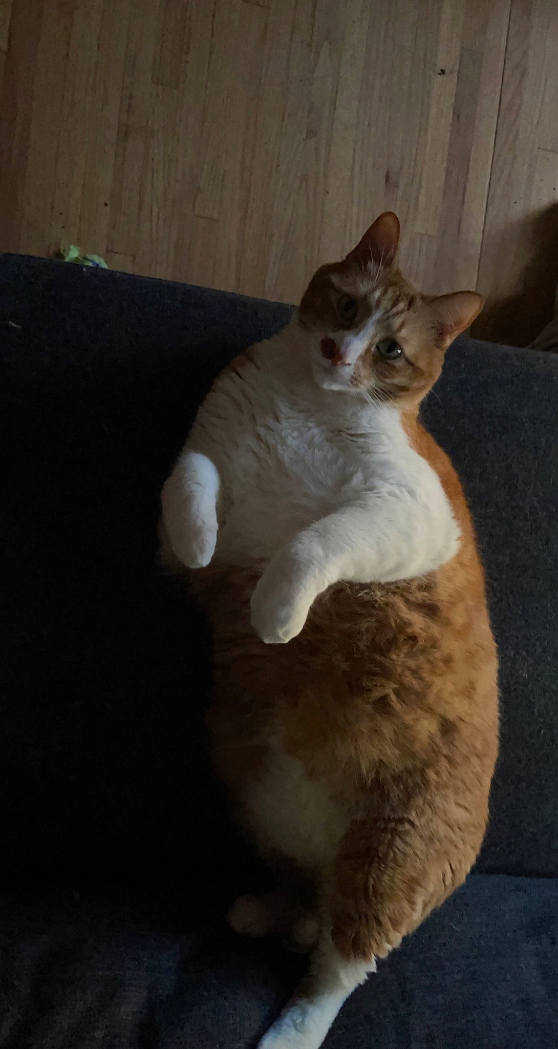 Milo joined the competition — help win amazing prizes! carnivore, cat, claw, comfort, domestic_short_haired_cat, fawn, felidae, flooring, foot, fur, hardwood, paw, small_to_medium_sized_cats, tail, whiskers, wood