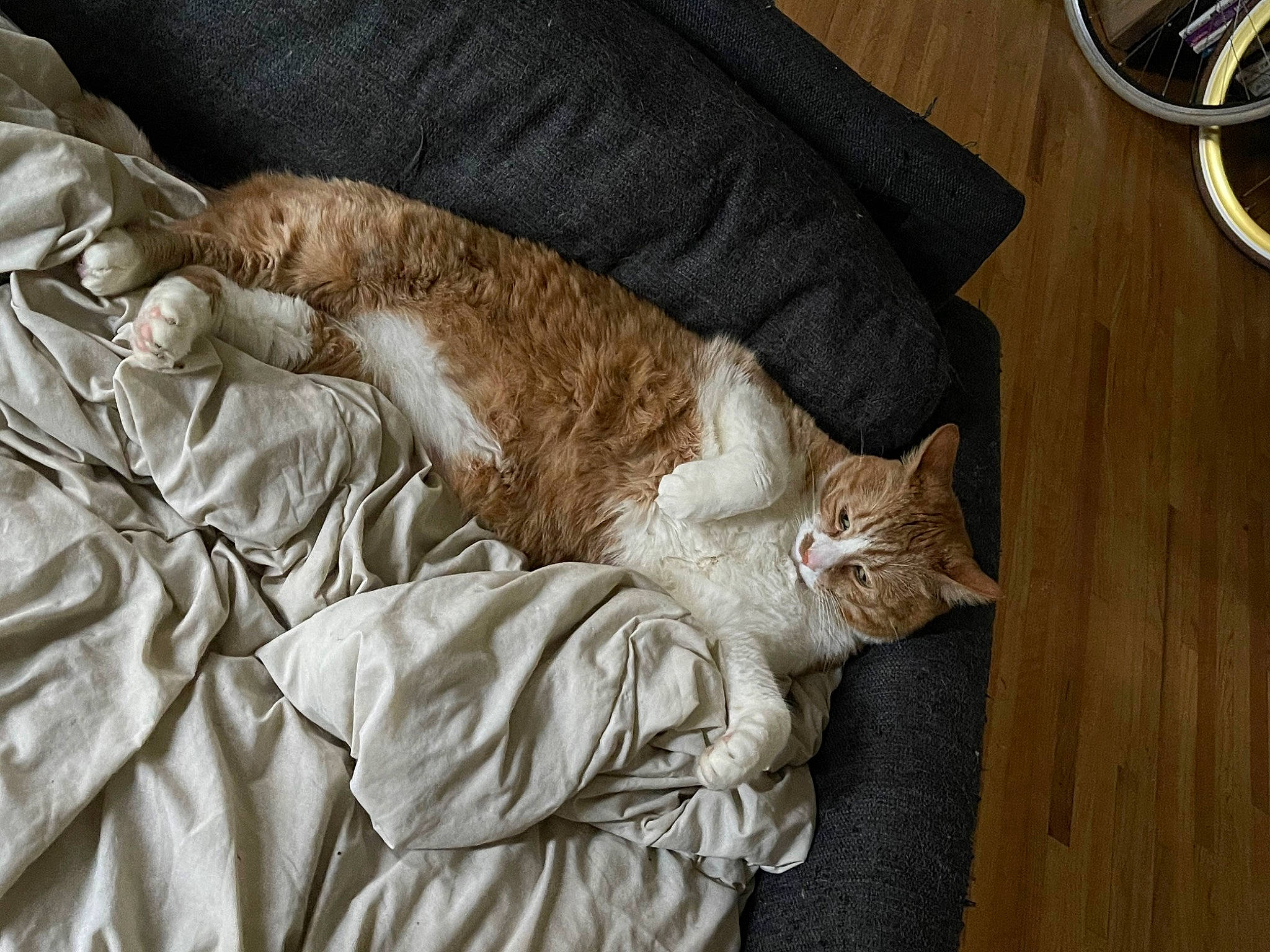 Milo joined the competition — help win amazing prizes! bedding, brown, carnivore, cat, claw, comfort, domestic_short_haired_cat, fawn, felidae, fur, grey, hardwood, linens, mammal, nap, small_to_medium_sized_cats, tail, textile, whiskers, wood