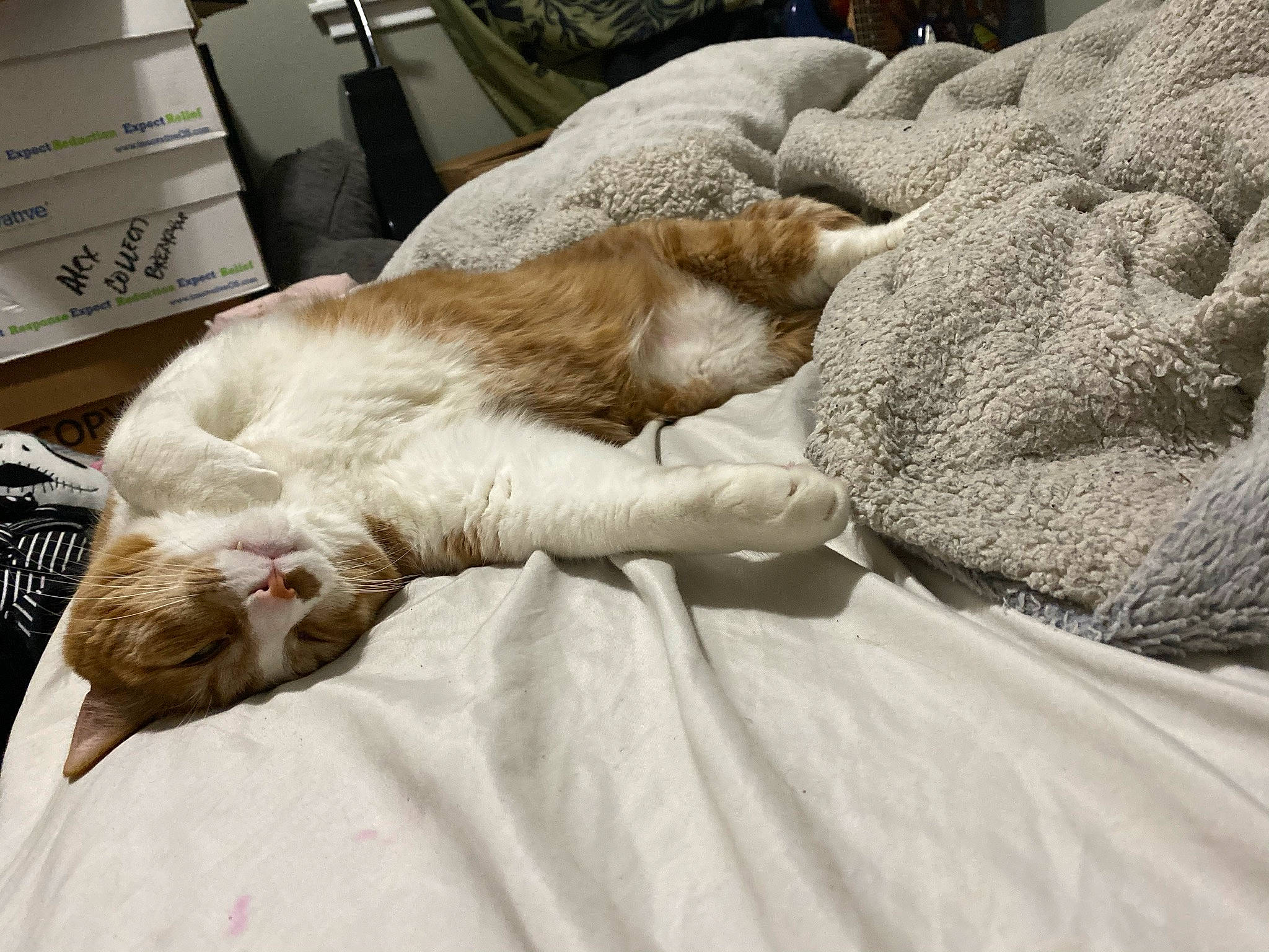 Milo joined the competition — help win amazing prizes! bedding, carnivore, cat, claw, comfort, companion_dog, domestic_short_haired_cat, duvet, fawn, felidae, fur, human_leg, leg, linens, nap, paw, small_to_medium_sized_cats, snout, tail, whiskers