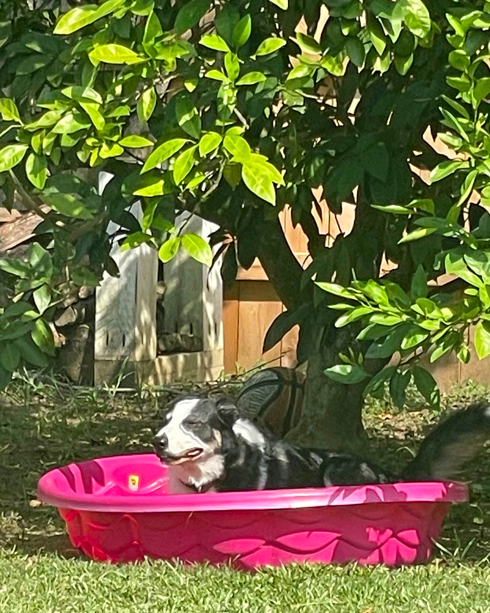 Zoey is registered to the contest to win money with this photo: art, botany, carnivore, comfort, companion_dog, dog, dog_breed, garden, grass, leisure, magenta, plant, recreation, shrub, sitting, sporting_group, tints_and_shades, tree, vertebrate, woody_plant