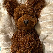 Brownie joined the competition — help win amazing prizes! dog, brown, curly_fur, fluffy, pet, lying_down, blanket, soft_texture, cozy, ears_up, close_up, animal, cute, relaxed, indoors, fur, mammal, companion, domestic_pet, resting