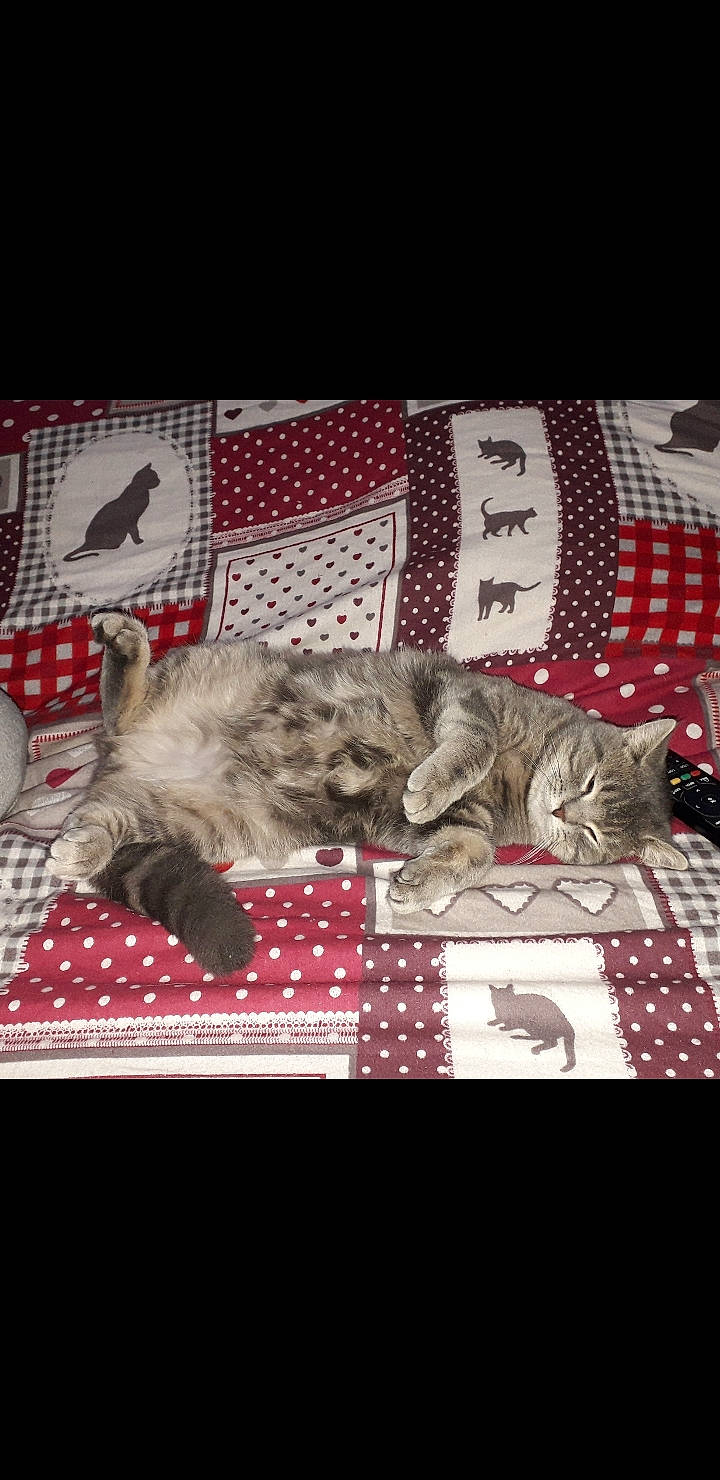 Garfield participe au concours pour gagner de l'argent avec cette photo : british_shorthair, carnivore, cat, egyptian_mau, european_shorthair, felidae, kitten, mammal, norwegian_forest_cat, persian, photo_caption, pixie_bob, scottish_fold, small_to_medium_sized_cats