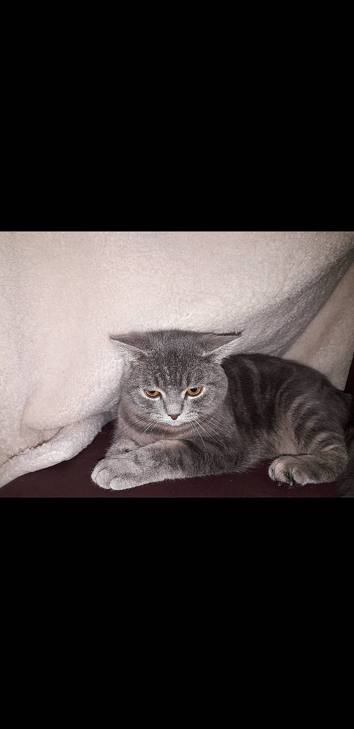 Garfield participe au concours pour gagner de l'argent avec cette photo : asian, british_shorthair, carnivore, cat, domestic_short_haired_cat, european_shorthair, felidae, kitten, mammal, small_to_medium_sized_cats, tabby_cat, whiskers