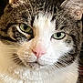 cat, close_up, tabby, white_fur, green_eyes, pink_nose, whiskers, animal, pet, feline, portrait, indoor, cute, fur_texture, face, looking_at_camera, domestic_cat, mammal, calm, curious