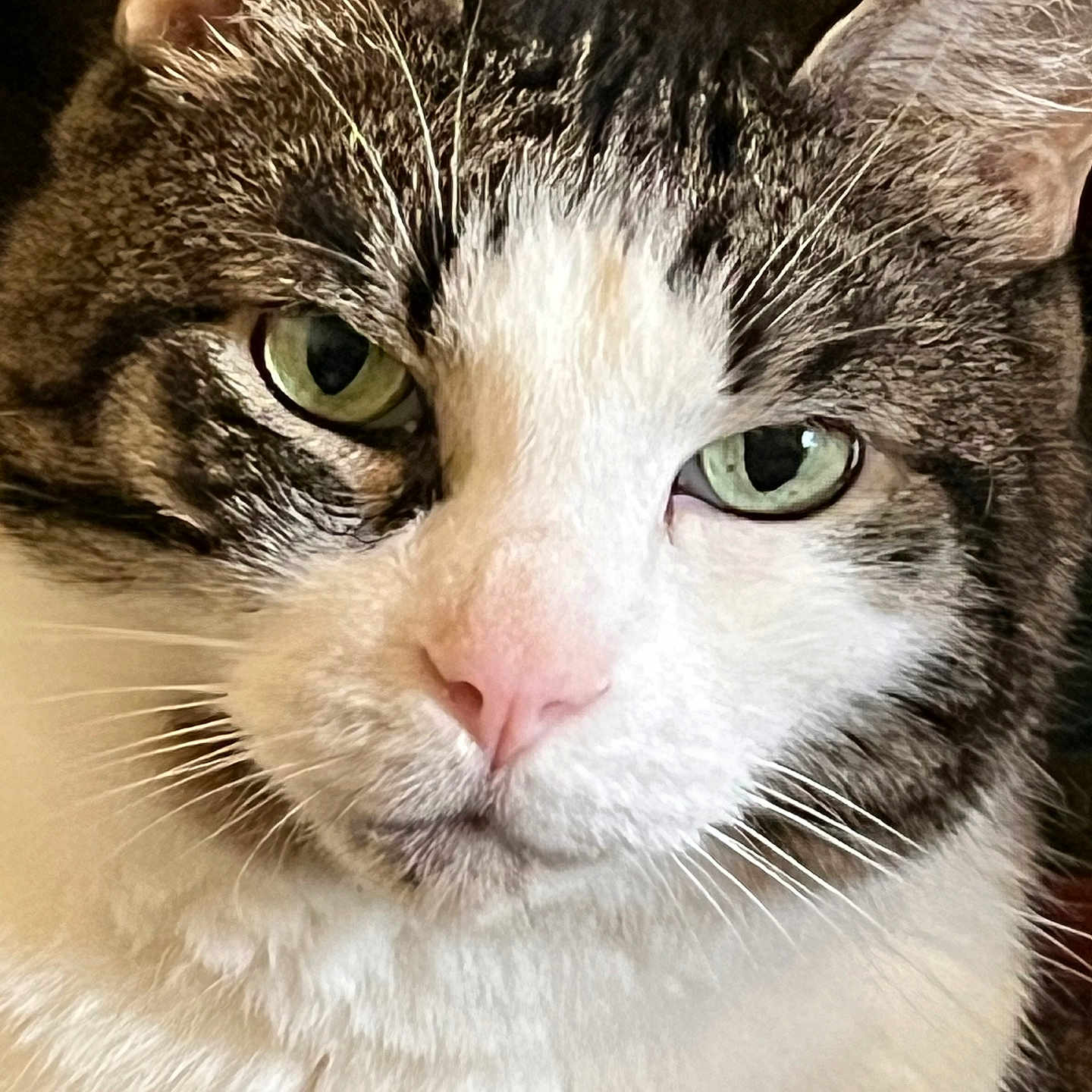 Lawtek participe au concours pour gagner de l'argent avec cette photo : animal, calm, cat, close_up, curious, cute, domestic_cat, face, feline, fur_texture, green_eyes, indoor, looking_at_camera, mammal, pet, pink_nose, portrait, tabby, whiskers, white_fur