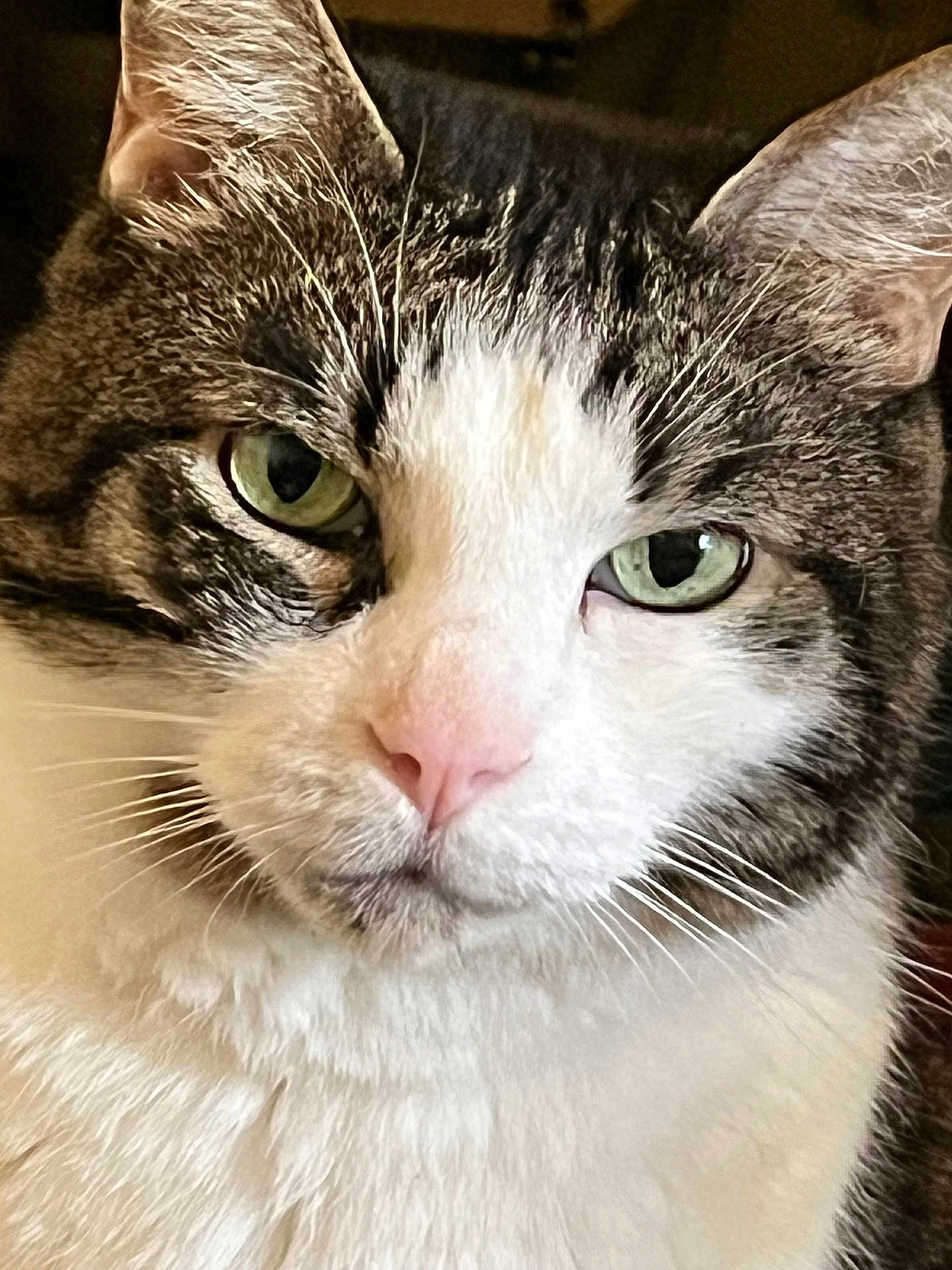 Lawtek participe au concours pour gagner de l'argent avec cette photo : cat, close_up, tabby, white_fur, green_eyes, pink_nose, whiskers, animal, pet, feline, portrait, indoor, cute, fur_texture, face, looking_at_camera, domestic_cat, mammal, calm, curious