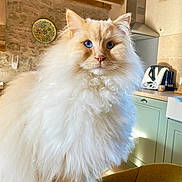 Siméon participe au concours pour gagner de l'argent avec cette photo : cat, fluffy, blue_eyes, cream_color, indoor, kitchen, countertop, wooden_beams, stone_wall, appliance, chair, furniture, domestic_animal, pet, portrait, curious, soft_light, close_up, whiskers, long_hair