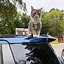 cat, animal, pet, car, roof, outdoor, nature, tree, house, suburban, curious, gray_cat, white_paws, reflection, daylight, feline, leisure, street, vehicle, antenna