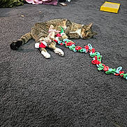 Petey is registered to the contest to win money with this photo: cat, tabby_cat, carpet, toy, holiday_toy, pajamas, person, indoor, home, floor, plush, relaxed, sitting, colorful, furniture, background, decor, animal, pet, cozy