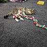 cat, tabby_cat, carpet, toy, holiday_toy, pajamas, person, indoor, home, floor, plush, relaxed, sitting, colorful, furniture, background, decor, animal, pet, cozy