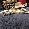 cat, tabby_cat, carpet, indoor, cardboard_box, shelf, relaxed, pet, animal, feline, laying_down, curious, brown, white_paws, striped, household, floor, cozy, resting, domestic_cat