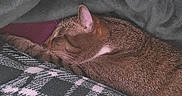 Petey is registered to the contest to win money with this photo: cat, tabby, sleeping, cozy, blanket, plaid, fur, pet, indoors, resting, soft, texture, animal, cute, peaceful, relaxation, feline, warm, comfort, nap