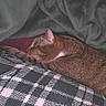 cat, tabby, sleeping, cozy, blanket, plaid, fur, pet, indoors, resting, soft, texture, animal, cute, peaceful, relaxation, feline, warm, comfort, nap